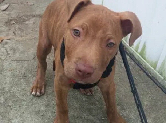 seamos mas animales como ellos smace