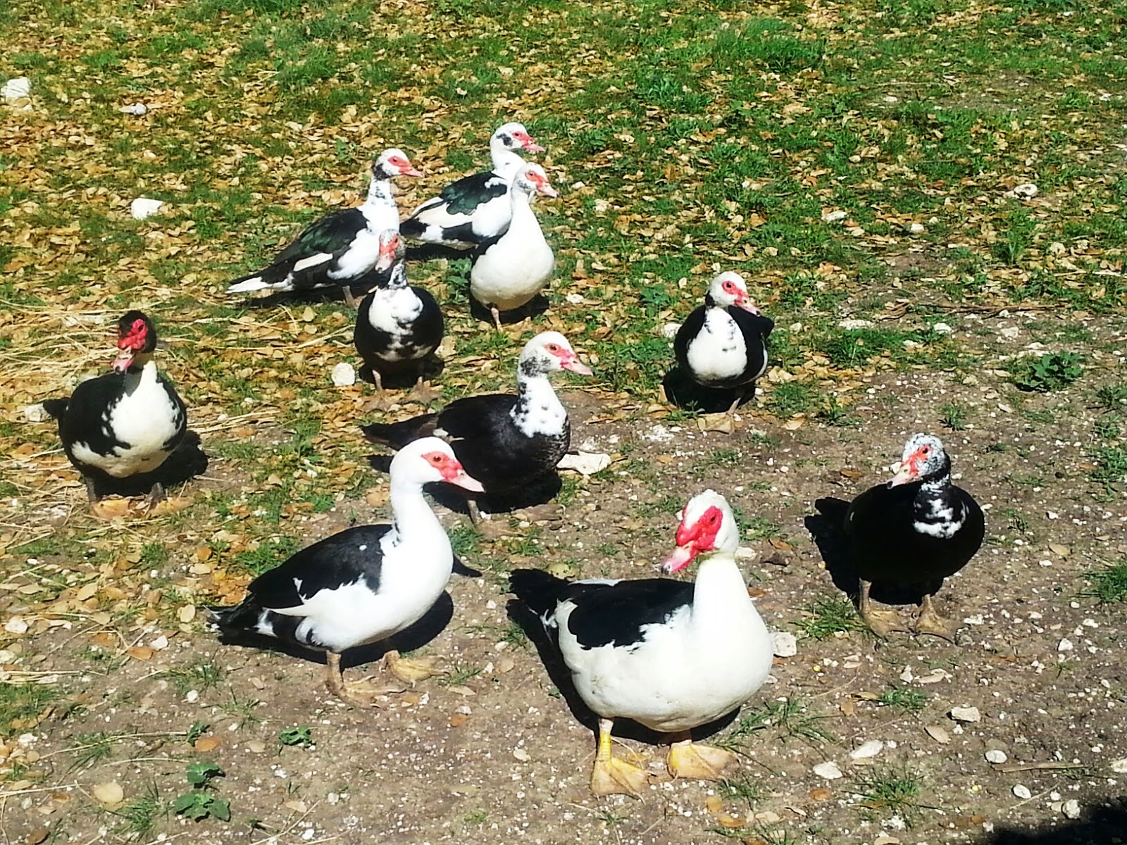 Wild Ed's Texas Outdoors Muscovy Ducks