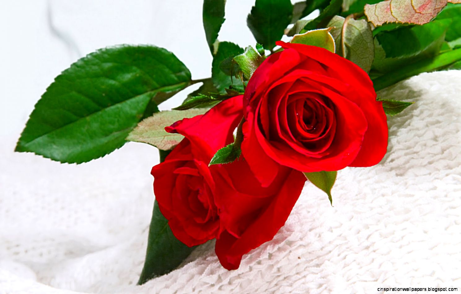 rose flower images free download hd Download rose flower images free download hd Download