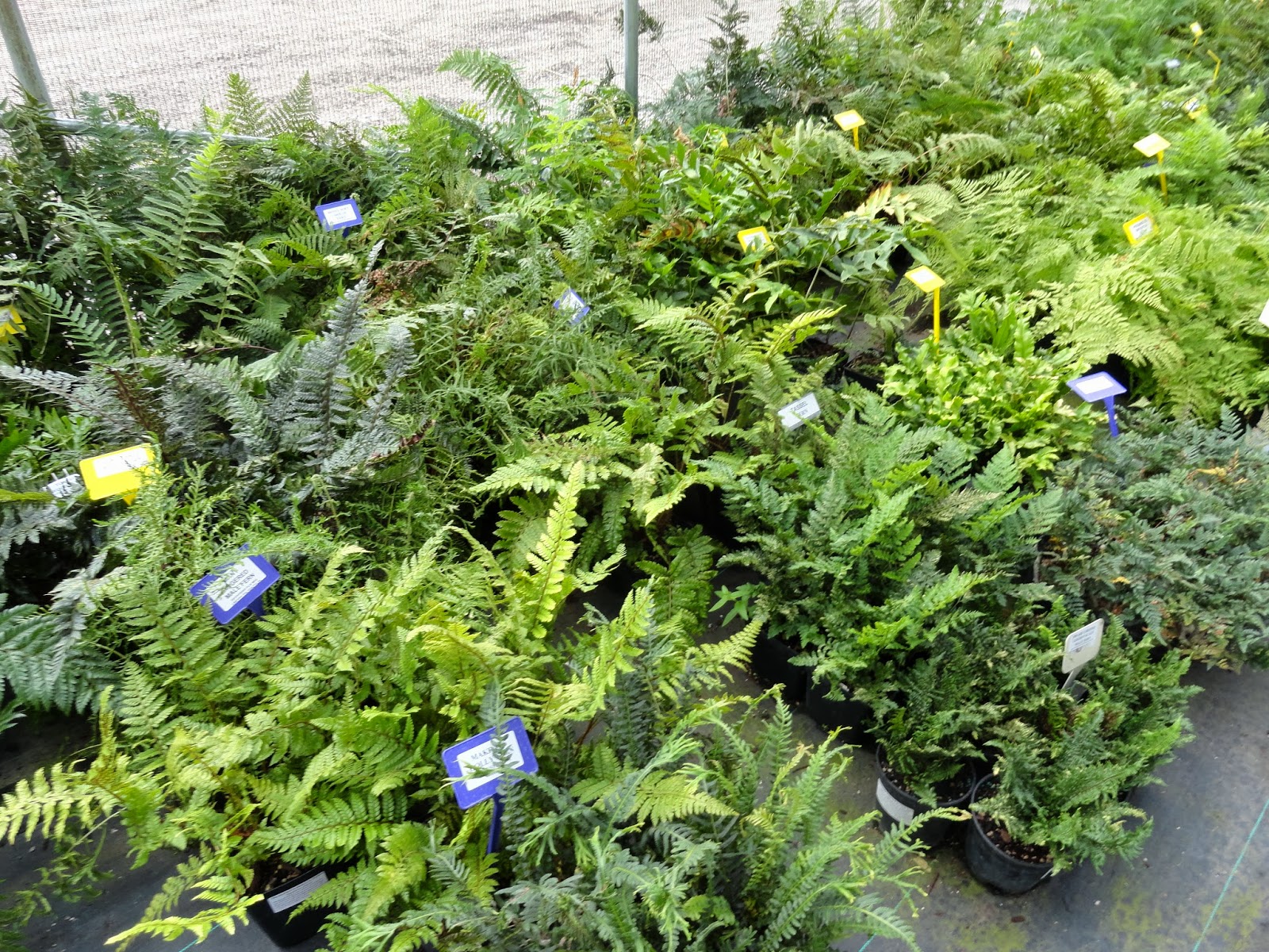 danger garden A visit to Sebright Gardens…