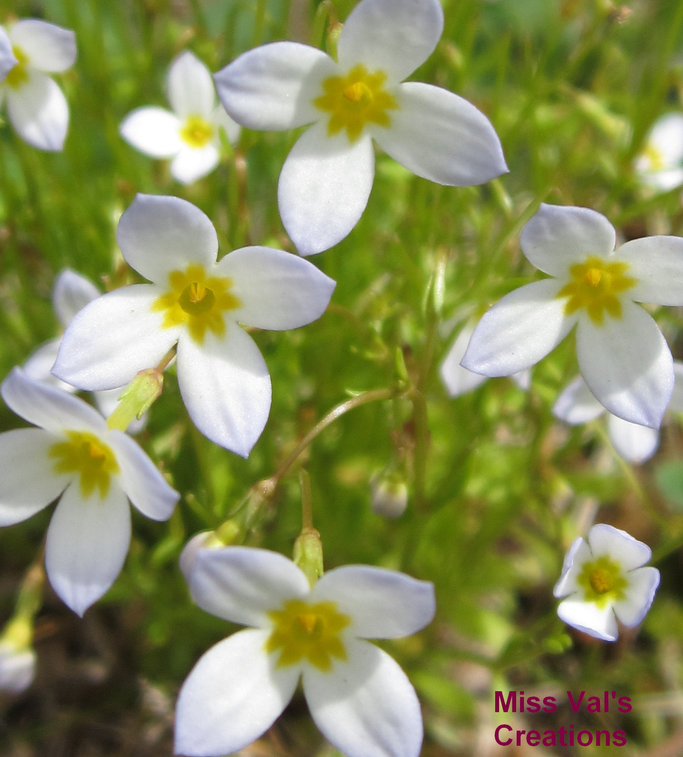 Collection 104+ Pictures What Is The Weed With Little White Flowers