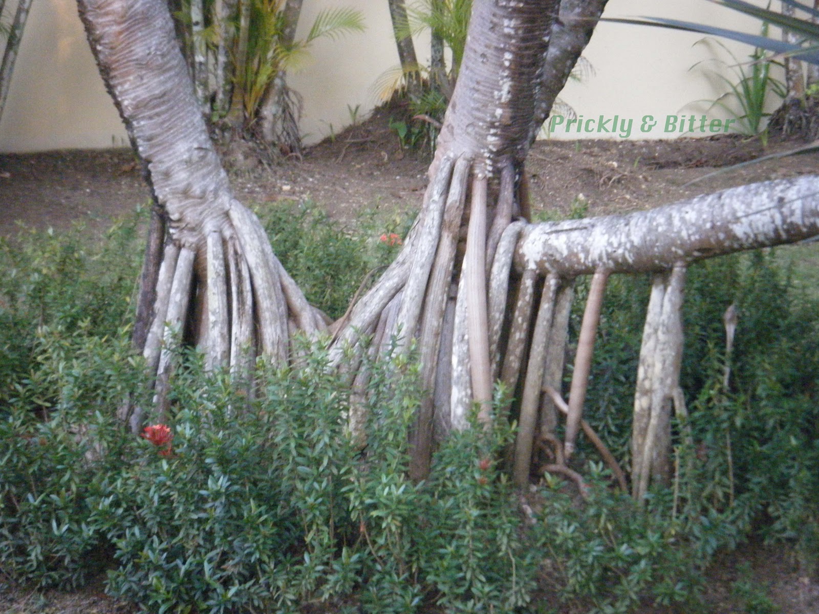 Prickly and Bitter Do pineapples grow on trees?