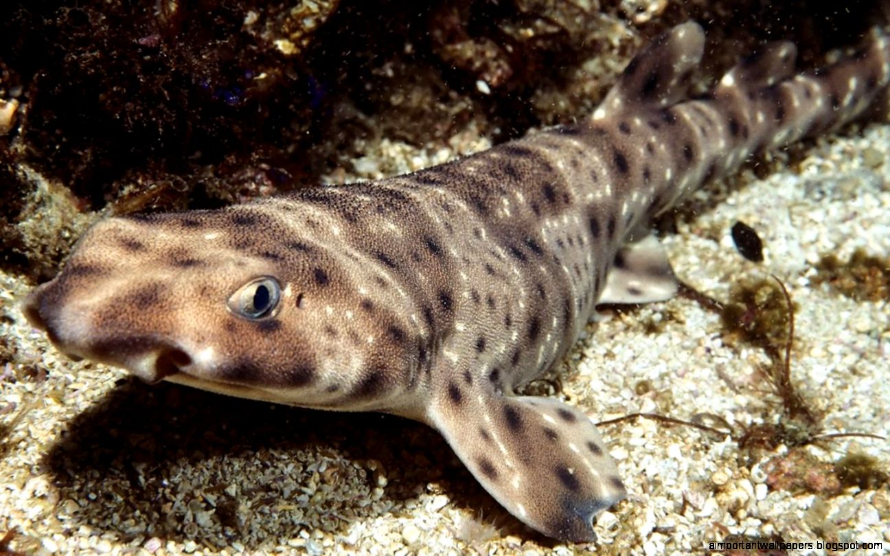 Swell Shark Ocean Life HD Wallpapers Widescreen 1440x900 Swell Shark Ocean Life HD Wallpapers Widescreen 1440x900