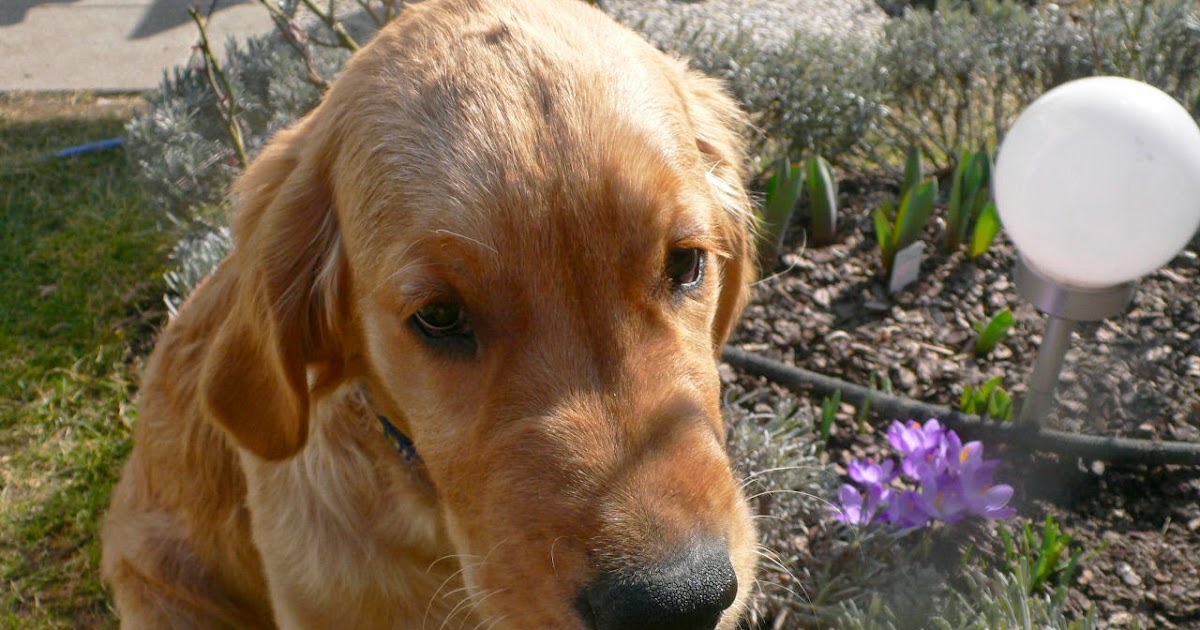  the hund Mein erster Frühling
