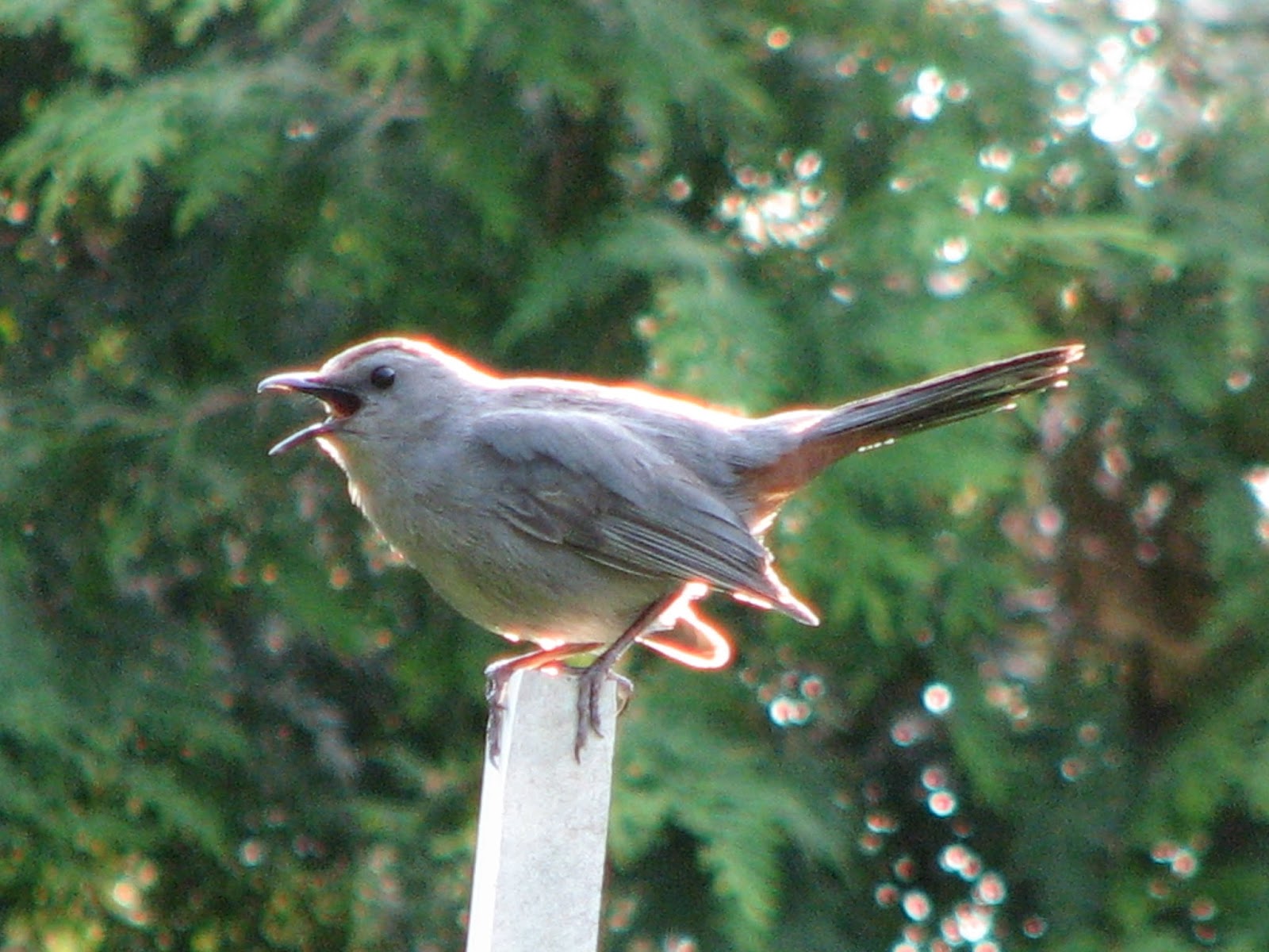 South Burlington birds Backyard Birds photos South Burlington