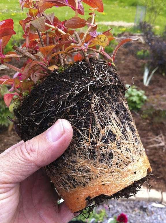 plant plants pot root bound garden transplanting roots flowers potted transplant gardening transfer gardens planting annual outdoor heaven shrubs cut