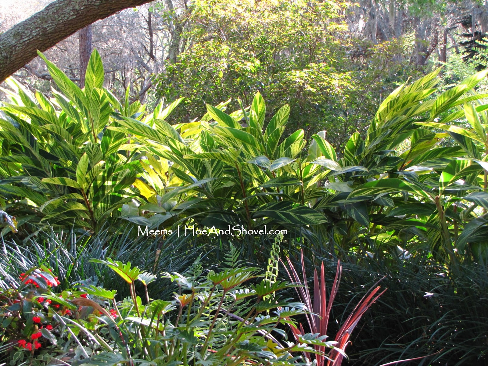 Hoe and Shovel Howto Trim Shell Gingers