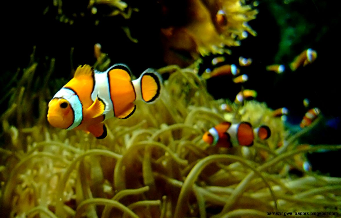 Clownfish Clownfish