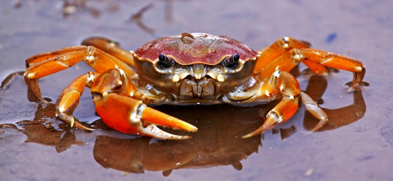 Animales Endémicos de México en Peligro de Extinción: Invertebrados: