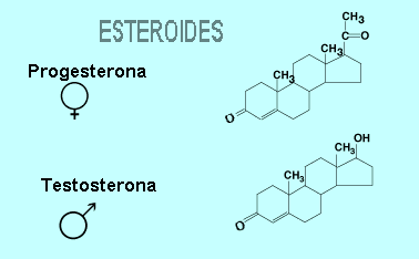 Las hormonas esteroides son lipidos