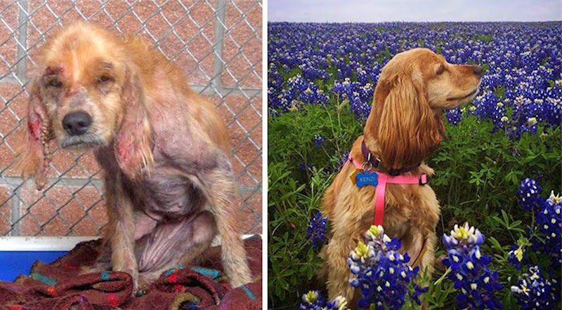 Kenzi - 16 Before-and-After Photos Of Rescued Dogs Kenzi - 16 Before-and-After Photos Of Rescued Dogs