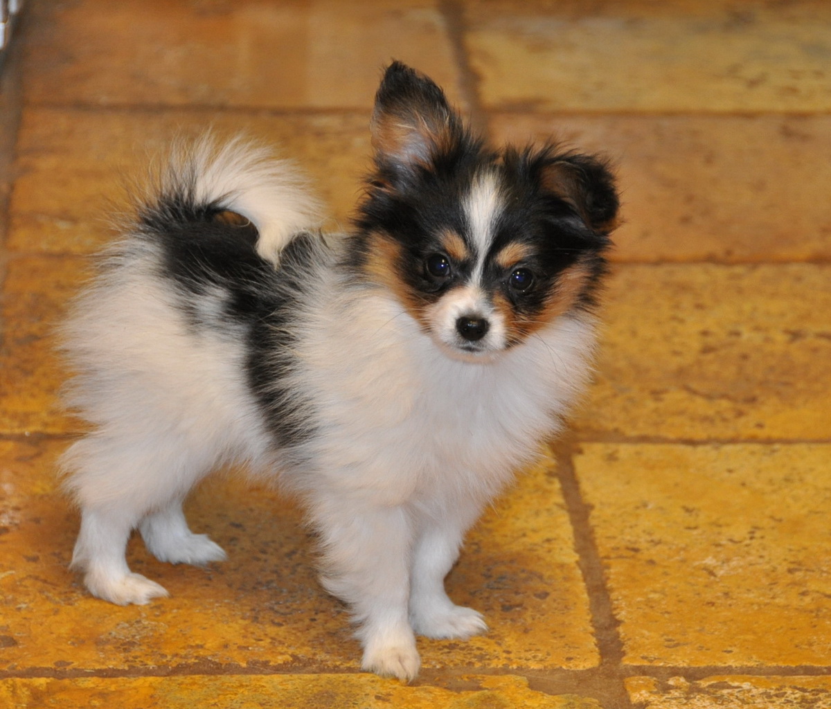 Road's End Papillons 10 Week old Papillon Puppy