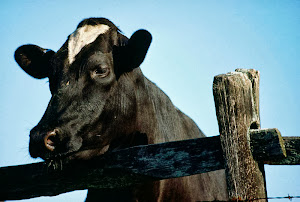 Black Angus