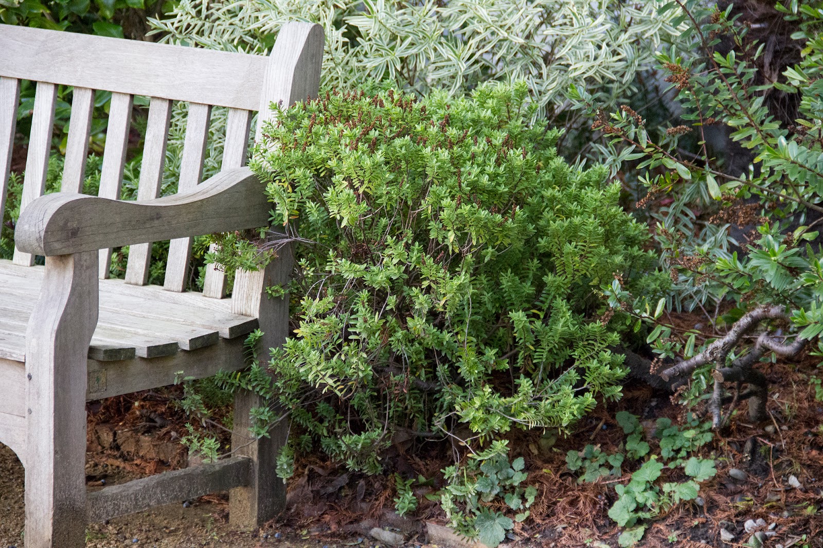 Plants Blog Hebe Rakaiensis Rakai Hebe