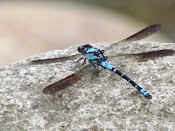 Dragonfly in Australia