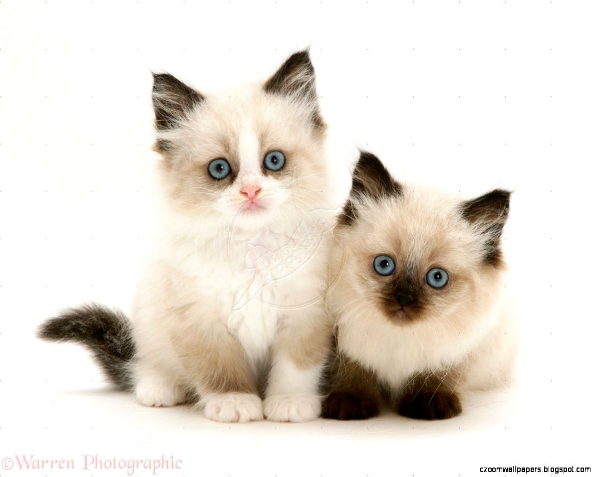 Birman Cat Kittens Multi resolution wallpapers 6105 Birman Cat Kittens Multi resolution wallpapers 6105