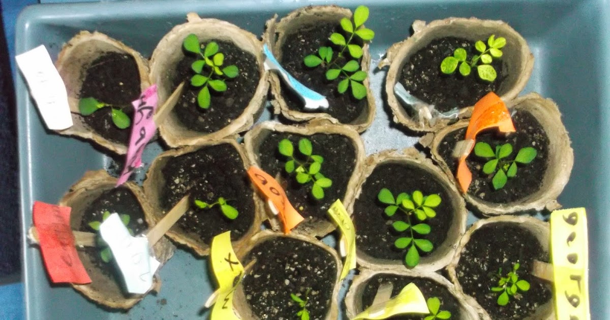 Room 8 Kiddliwinks Our kowhai seeds have grown