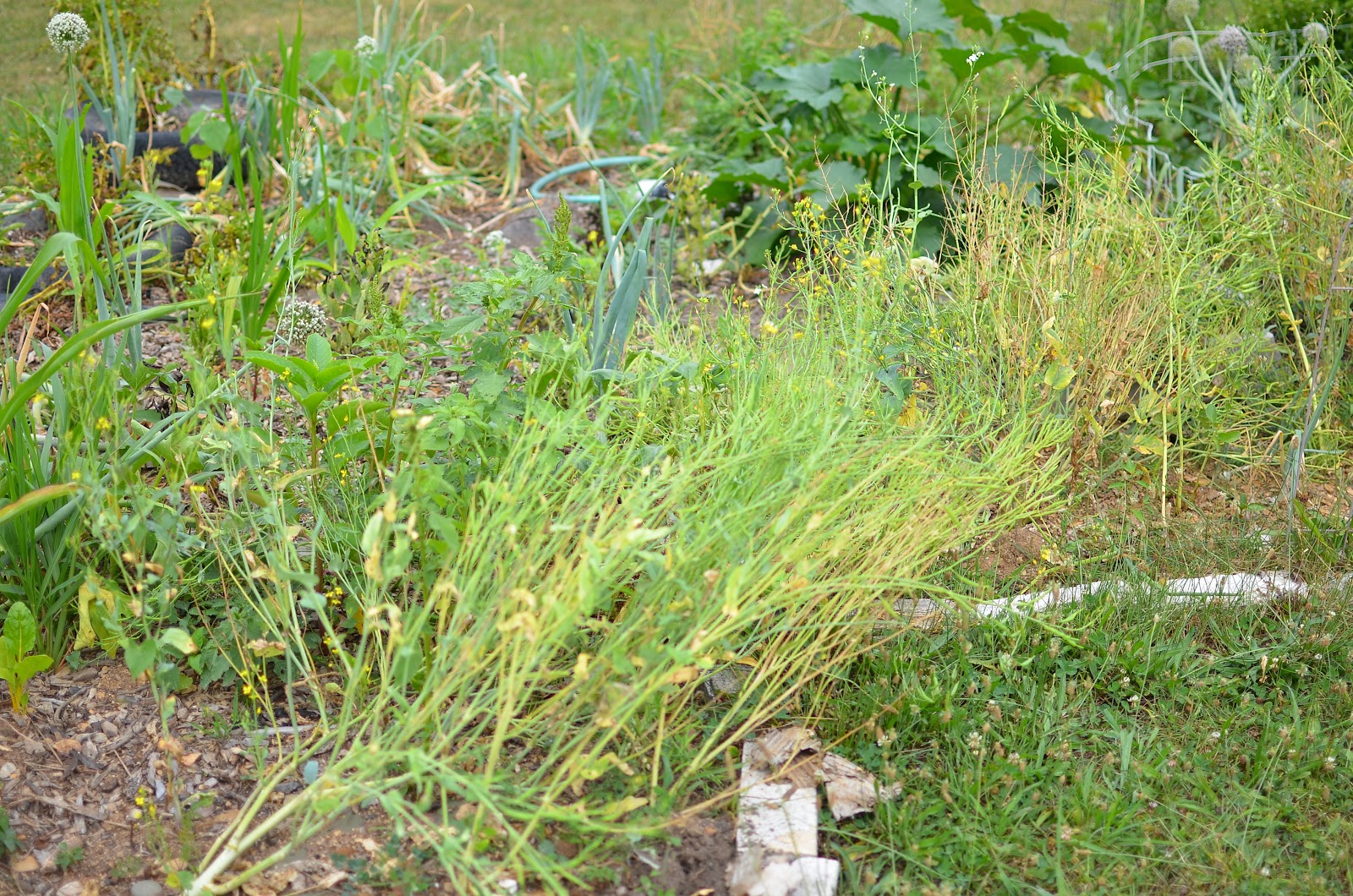 How to Grow & Harvest Mustard Plants Making Lemonade