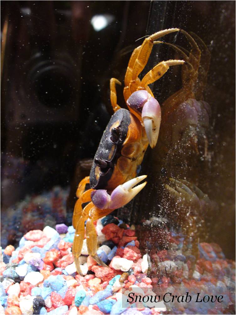 Snow Crab Love Meet Sean's Crabs