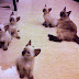 Siamese Cats For Sale in India