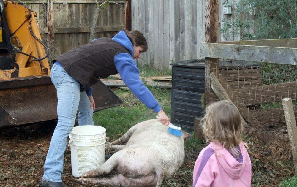 Mountain Home Quilts Butchering the Homestead Hog