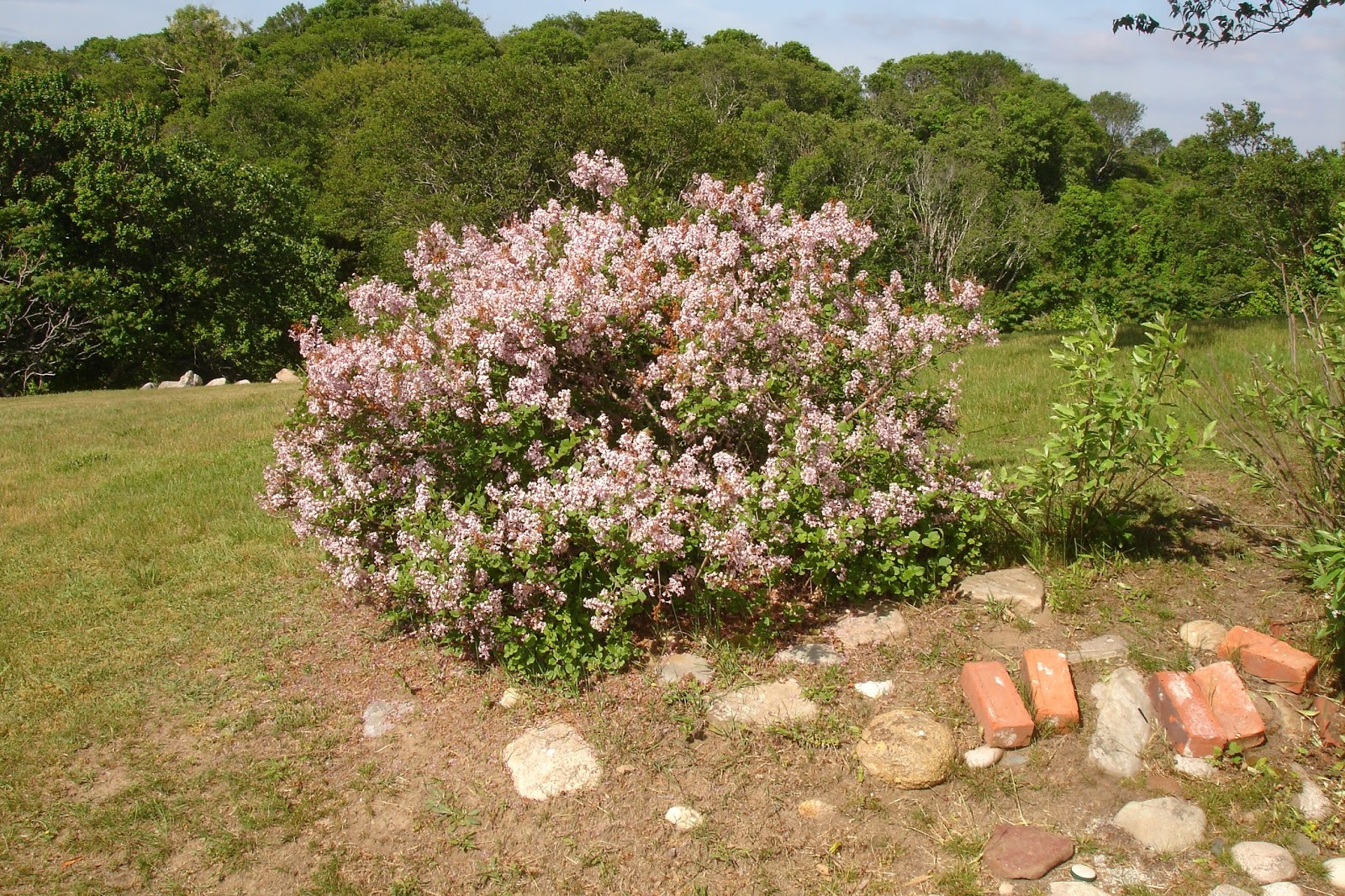 Tinkerbelle Lilacs And Garden Discoveries Shine Your Light