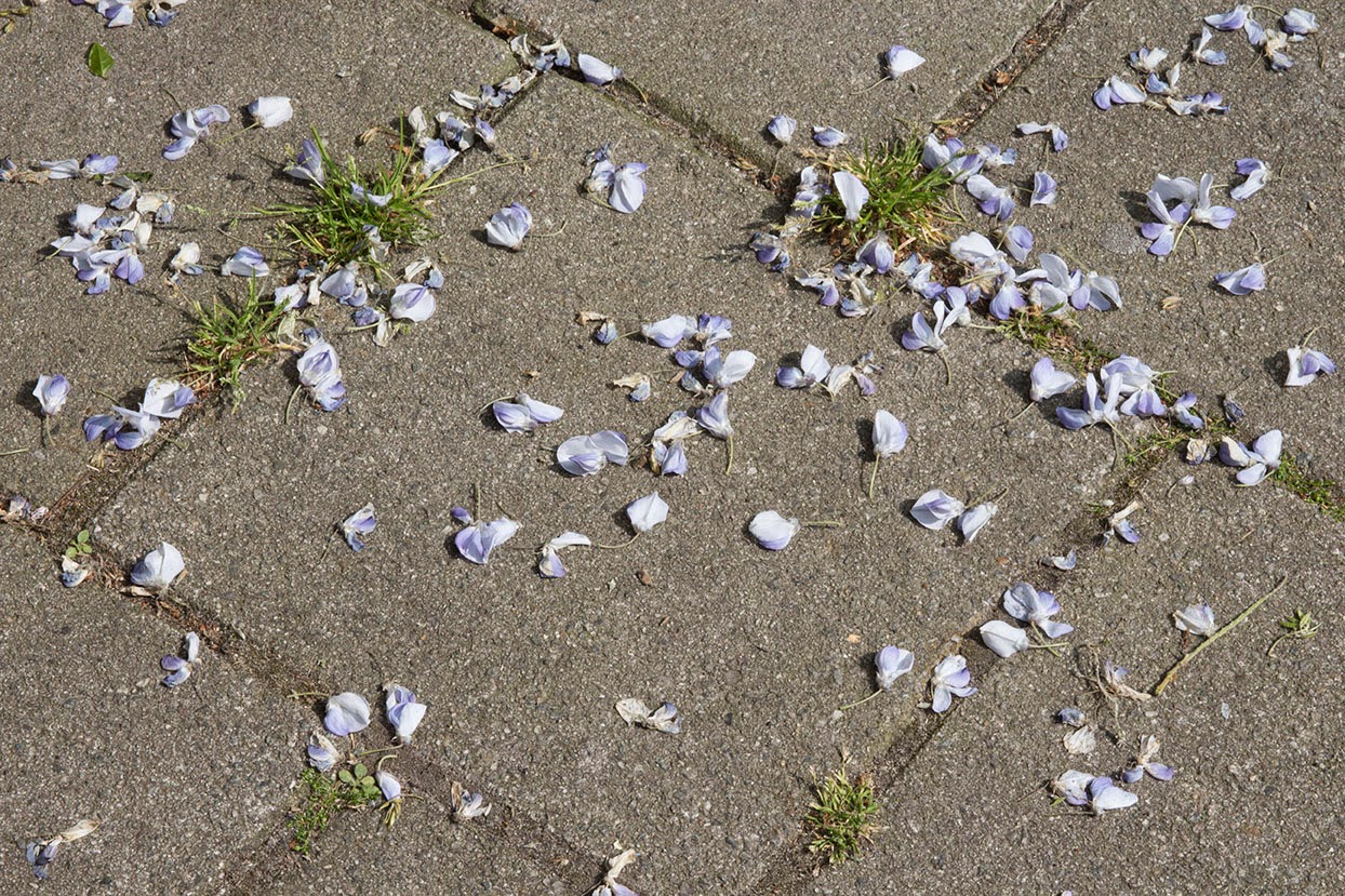 purple petals on sidewalk