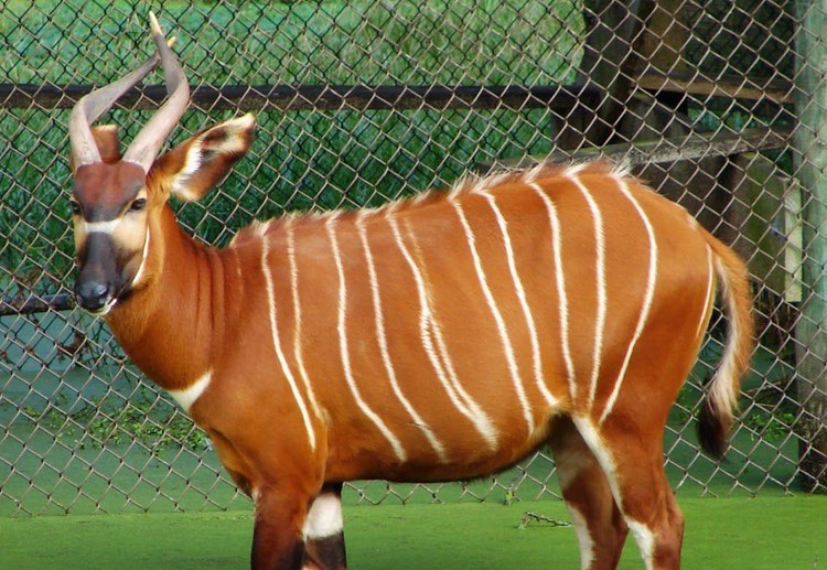 IMÁGENES Y FOTOS DE ANIMALES El bongo