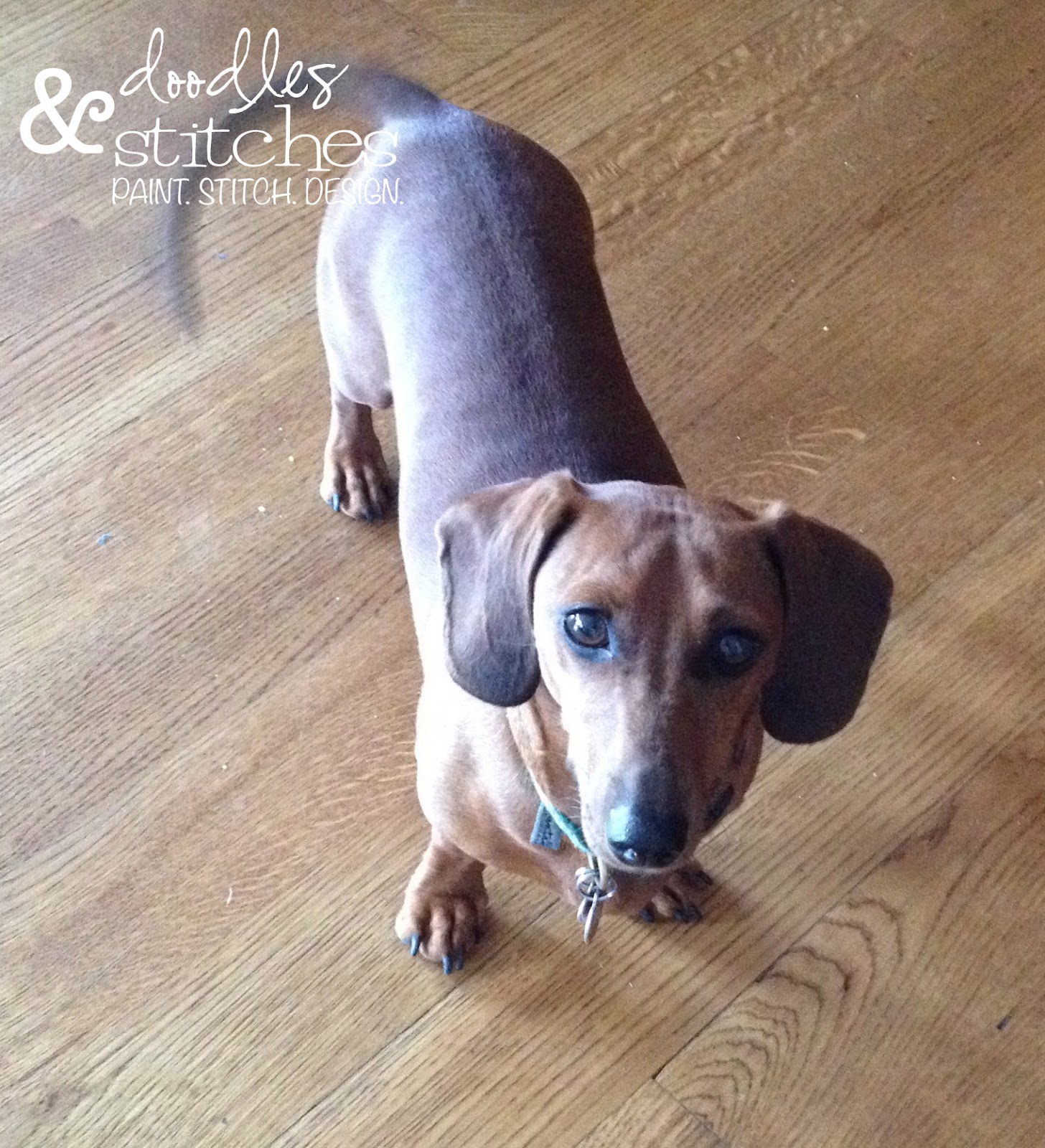 How to remove dog nose gunk from windows Doodles & Stitches