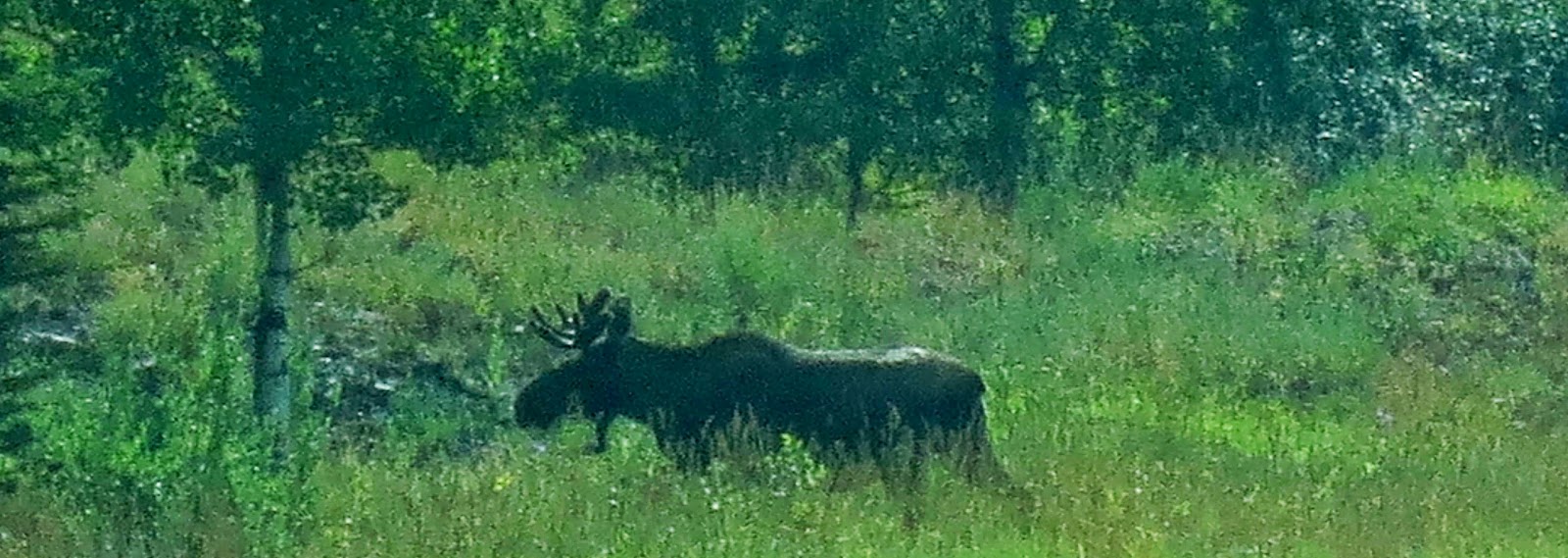 Michel Creek Bull Moose Idaho Fly Fishers Blog