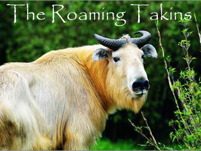 The Roaming Takins