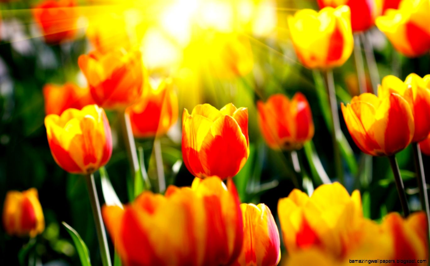Orange Tulips Wallpaper Orange Tulips Wallpaper