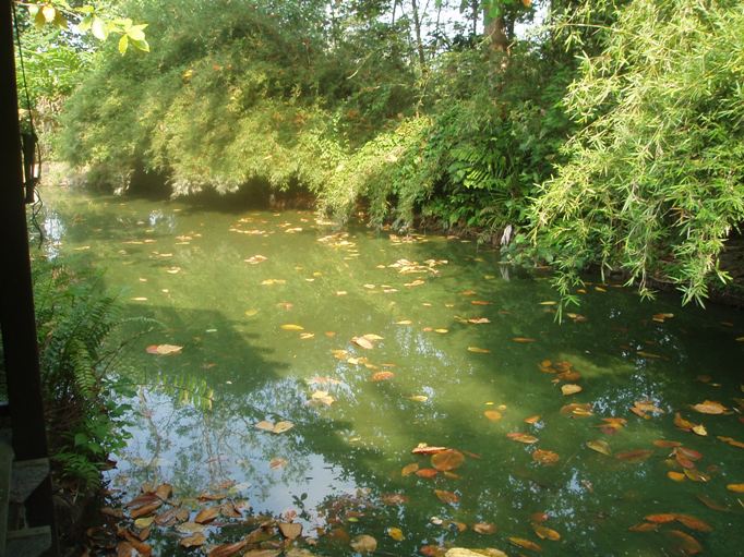 Artificial Eutrophication Solutions