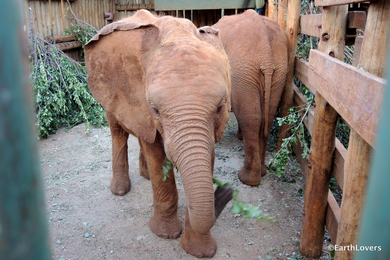 EarthLoversOnTour: DSWT: World's Most Successful Elephant Orphanage