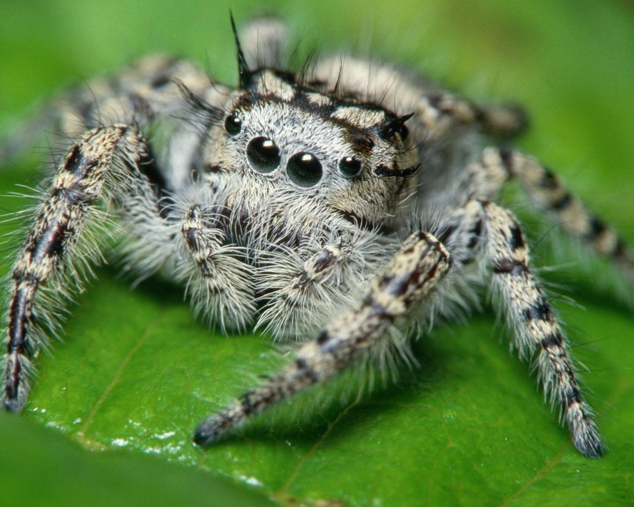 Top 10 Most Scariest Spiders In The World Youtube vrogue.co