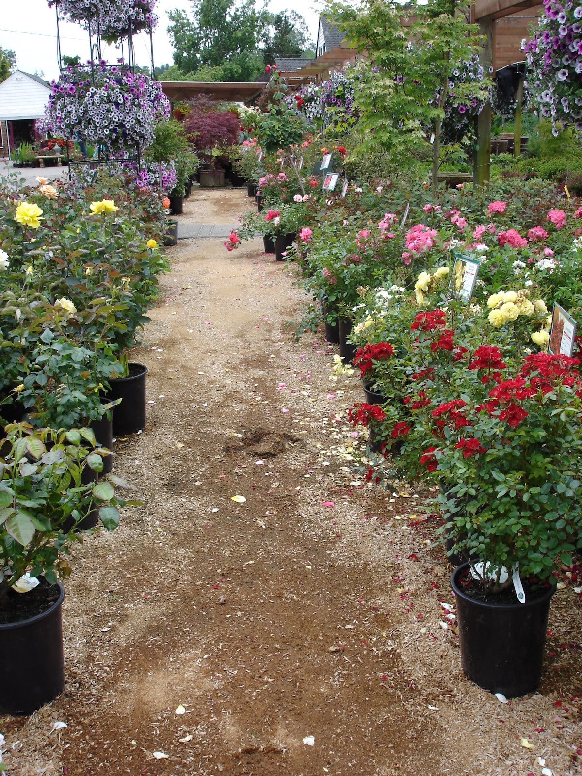 The Outlaw Gardener Vassey Nursery A family affair