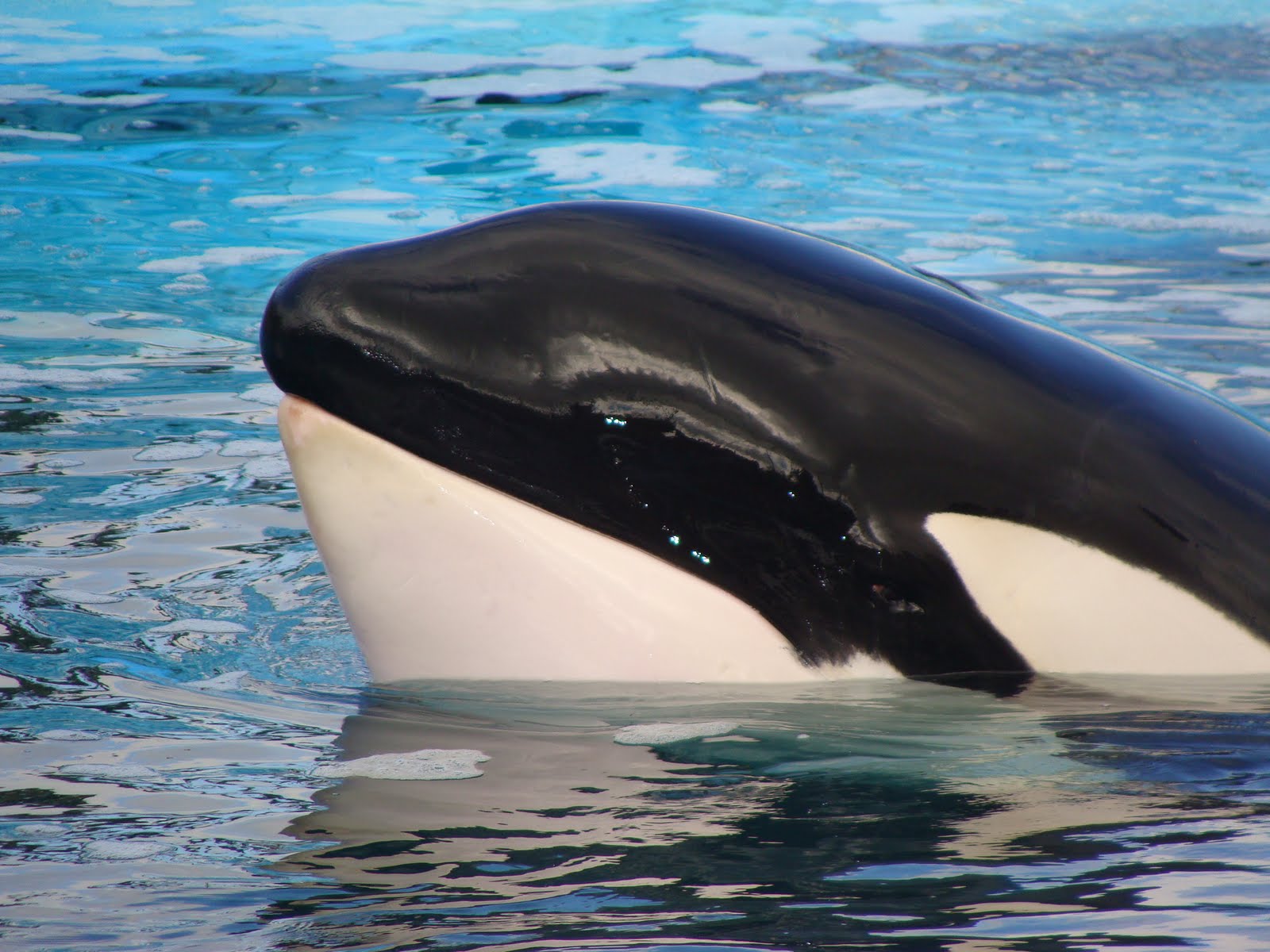 Las Orcas