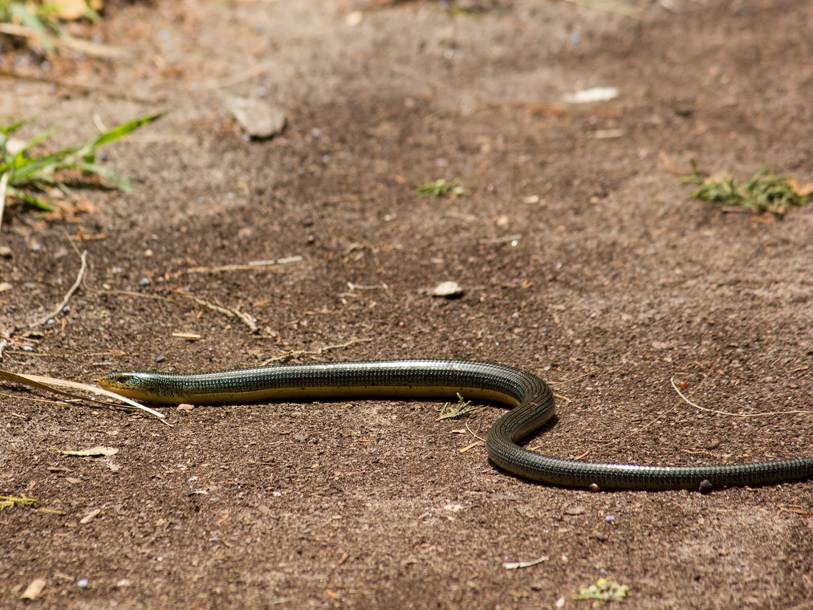 Living Alongside Wildlife This Week's Snake Identification Challenge
