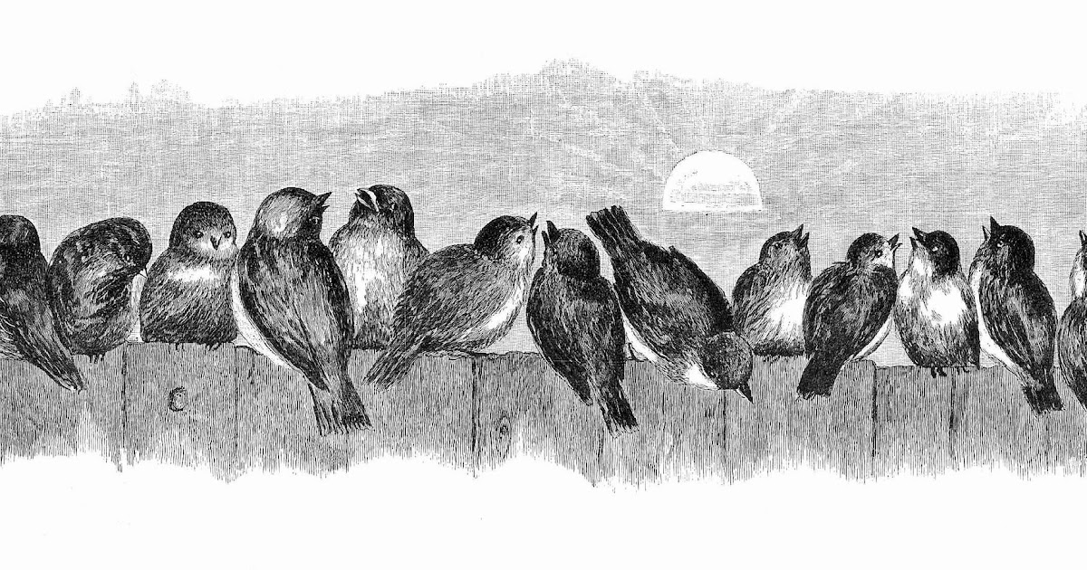 Antique Images: Bird Clip Art: Vintage Black and White Illustration of Birds on a Fence