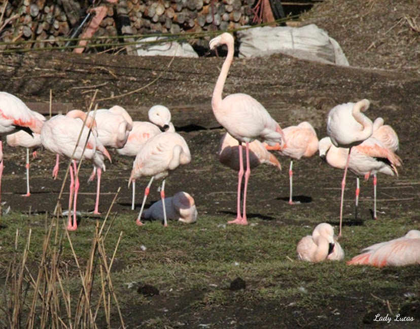 Flamingo Photo by Lady Lucas Flamingo Photo by Lady Lucas