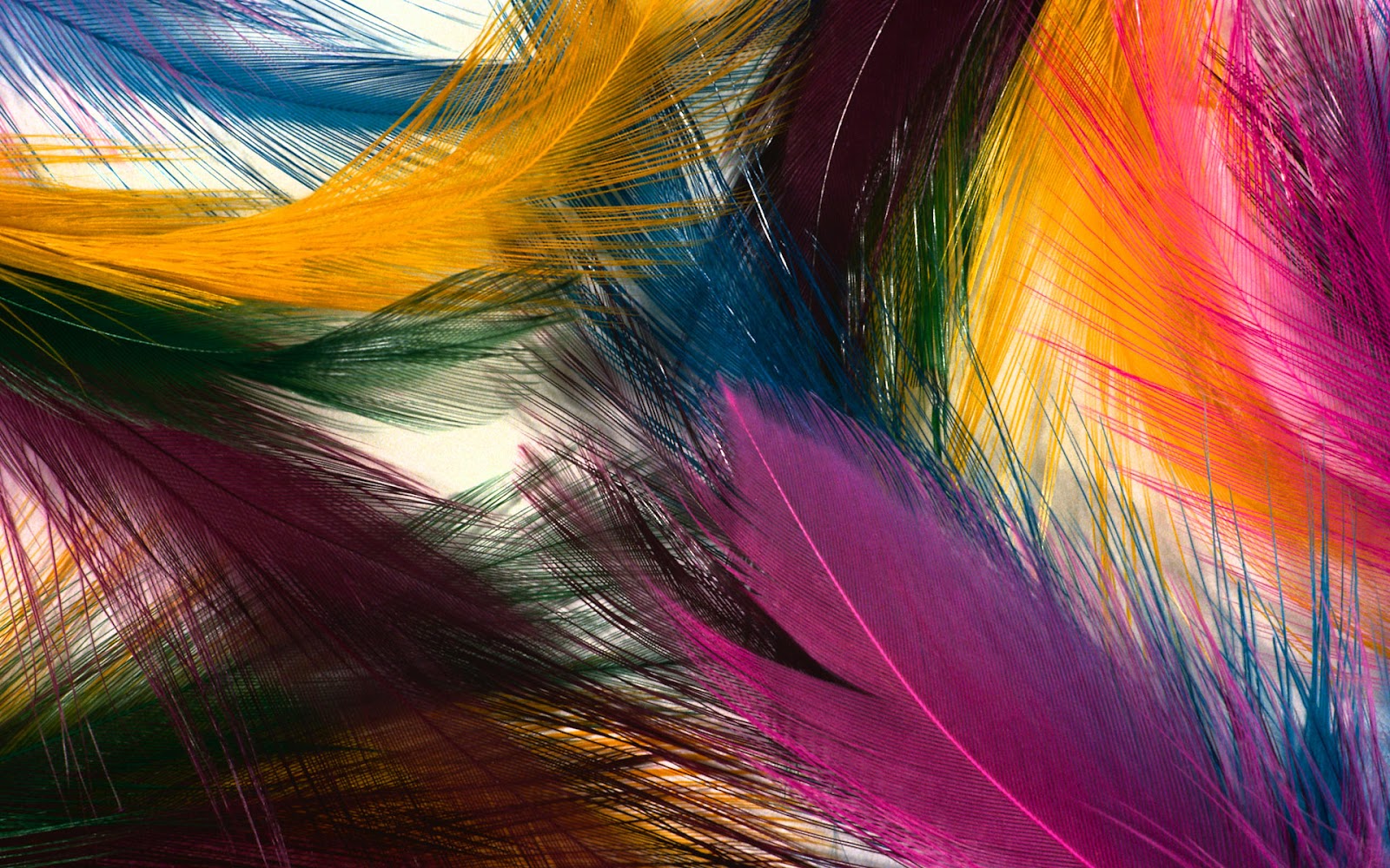 http://3.bp.blogspot.com/-_xwzGFNhFRw/T3KeUtka4mI/AAAAAAAAADs/8_XVkdjIID0/s1600/feather-colorful-wallpaper_1920x1200_85539.jpg