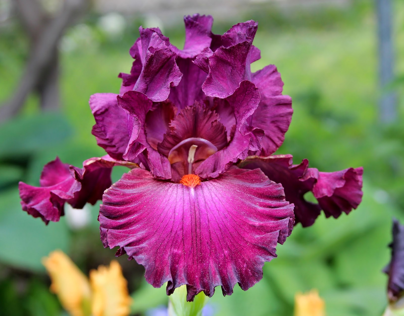 TALL BEARDED IRISES IN THE GARDEN TODAY Sowing the Seeds