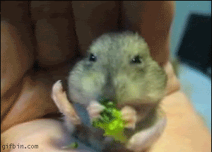 002-funny-animal-gifs-hamster-loves-broccoli.gif