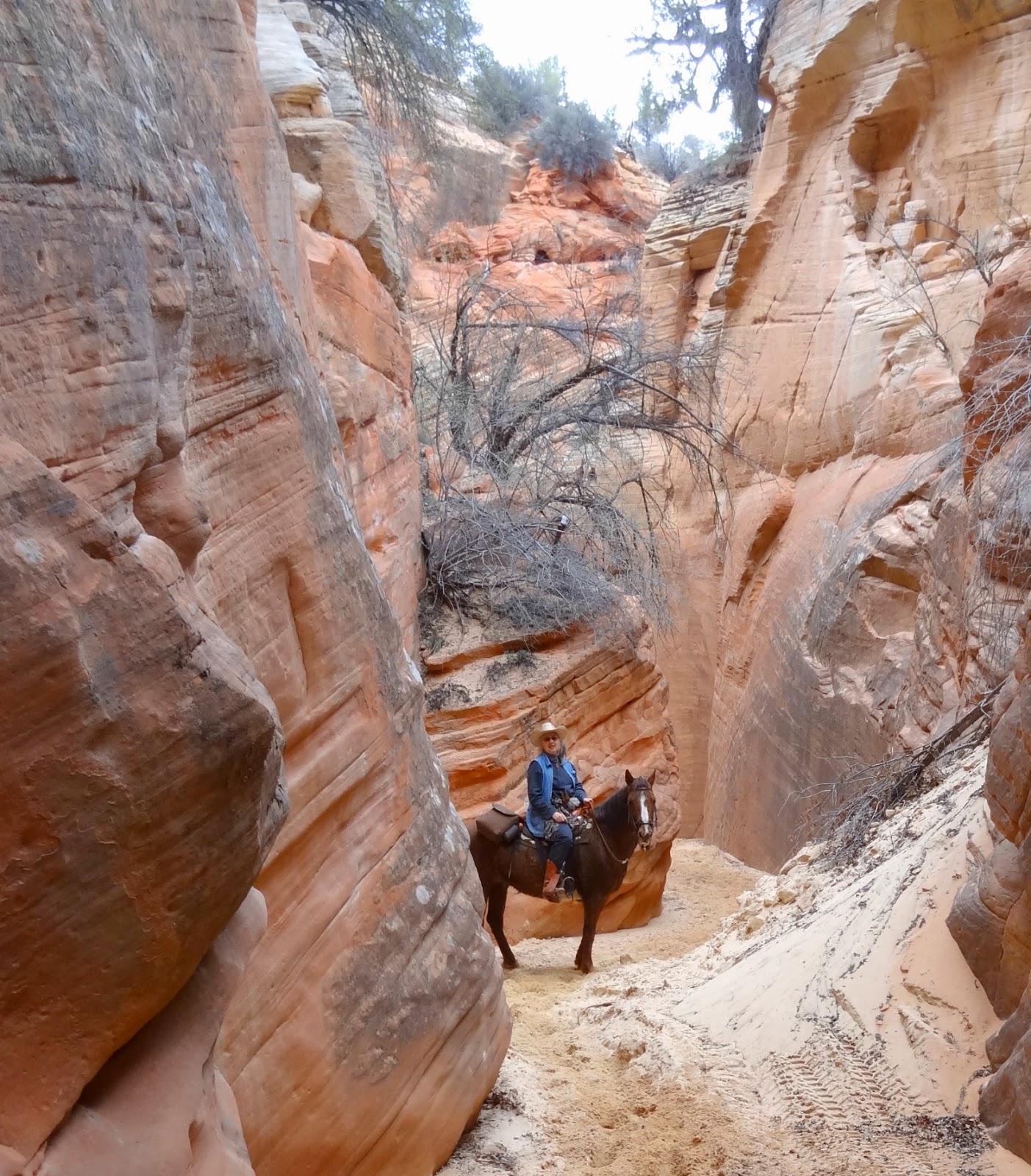 Dream Packer Trail Adventures East Fork of the Virgin, Utah