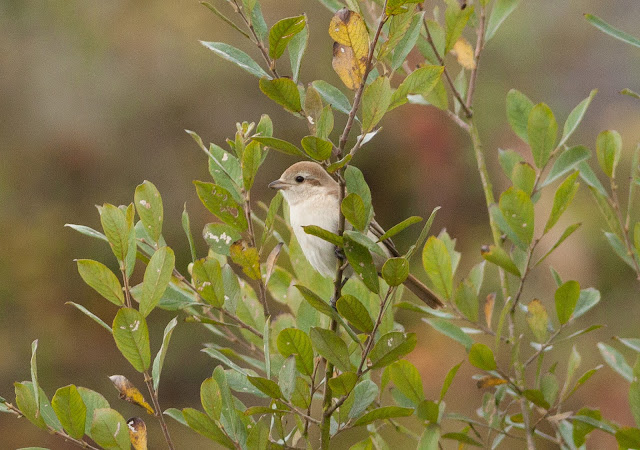 Isabelline Shrike, Norfolk