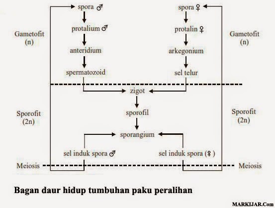 Dunia Tumbuhan 2 2 Markijar Com