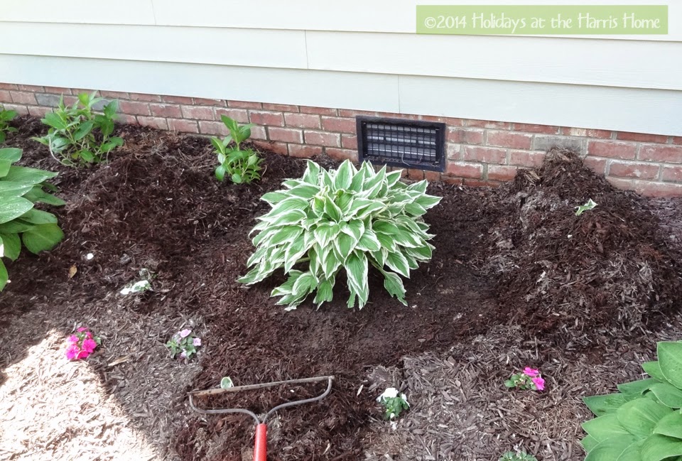 Holidays at the Harris Home How To Divide Hosta