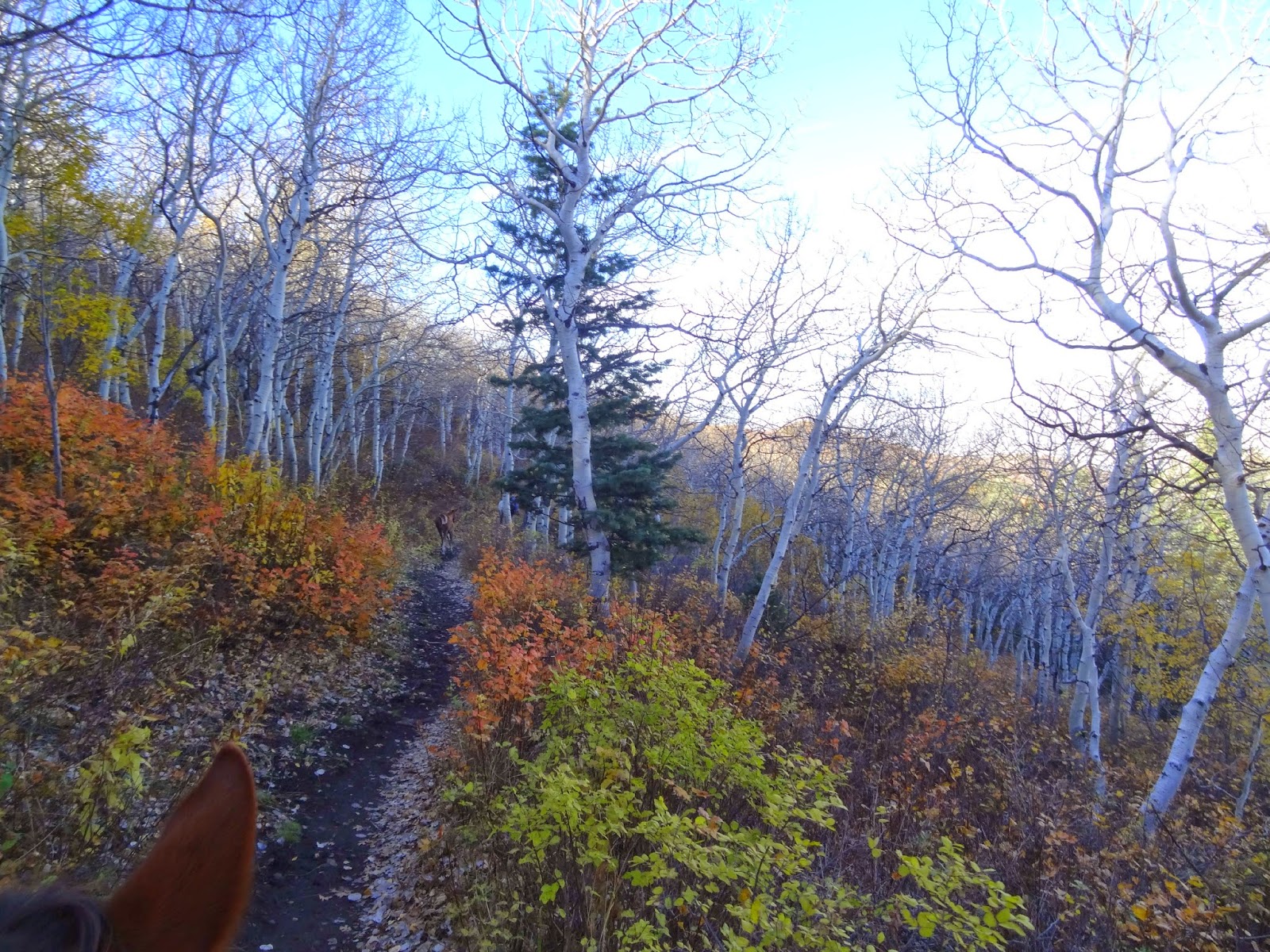 Dream Packer Trail Adventures Mueller Park, Bountiful, Utah