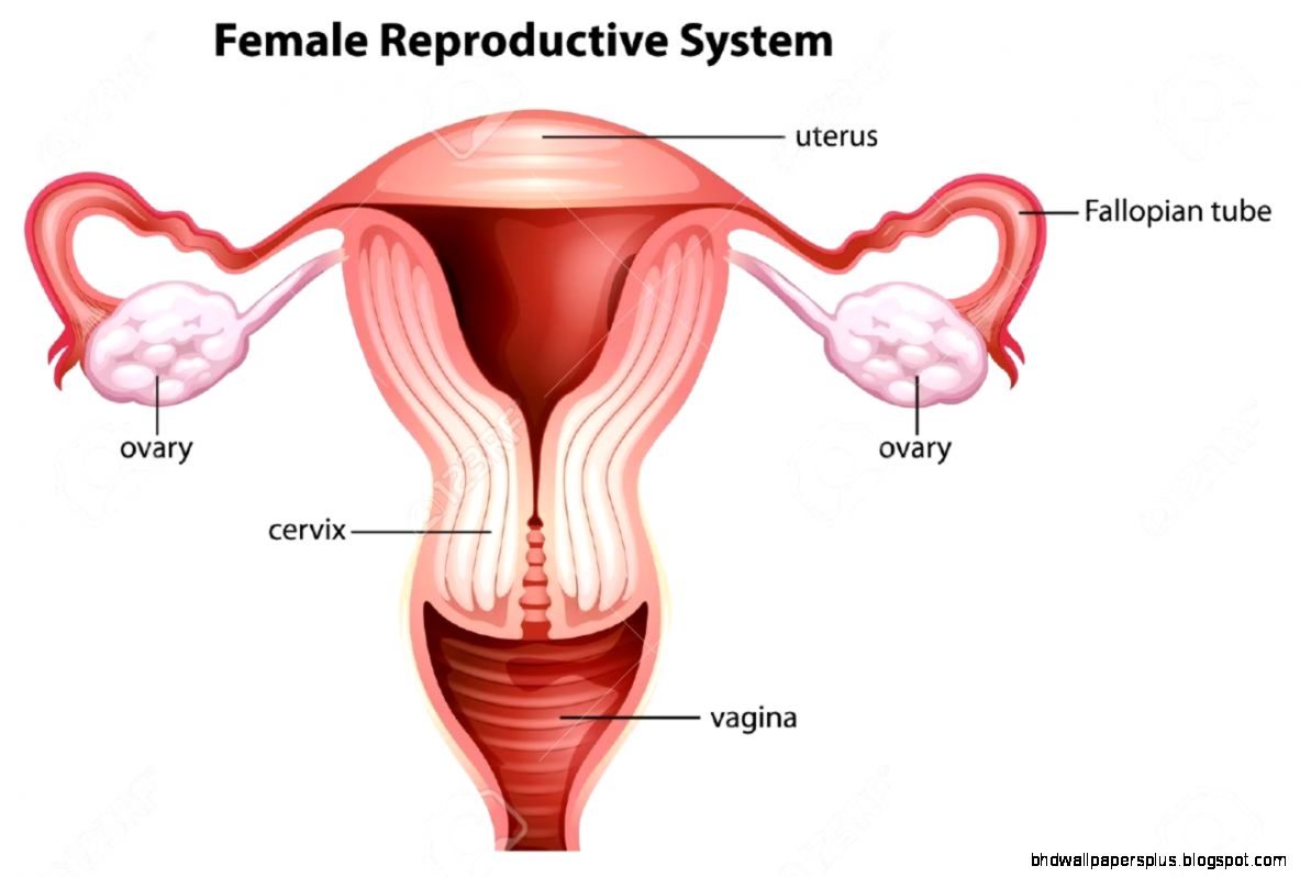 Illustration Of Female Reproductive System Royalty Free Cliparts Illustration Of Female Reproductive System Royalty Free Cliparts