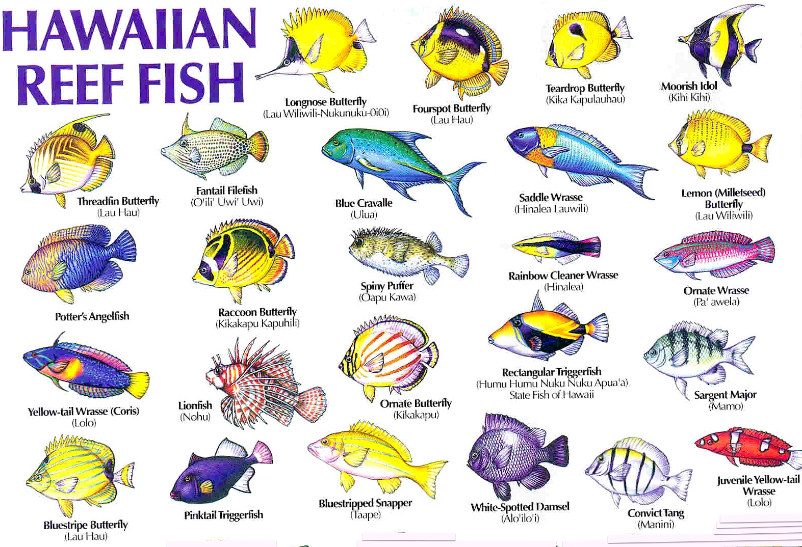 Fish Chart Hawaii